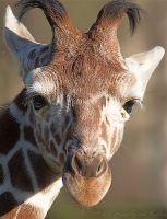 061107_Tierpark_Giraffe18.jpg