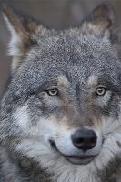 061107_Tierpark_Wolf06.jpg