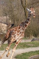 070316_Tierpark_Giraffe26.jpg