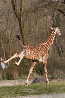 070316_Tierpark_Giraffe32.jpg