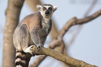 070316_Tierpark_Katta05.jpg