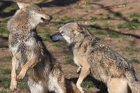 070414_Tierpark_Wolf31.jpg