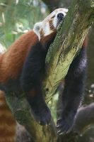 070629_Tierpark_KleinerPanda03.jpg