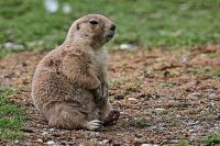 080704_Tierpark_Praeriehund_30.jpg