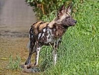 080711_Tierpark_AfrikanischerWildhund_01.jpg