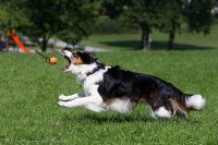 080725_Olympiagelaende_GabiHunde_149.jpg