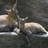 100825_Tierpark_Steinbock_01.jpg