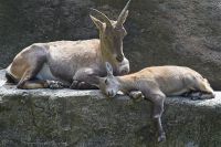 100825_Tierpark_Steinbock_02.jpg