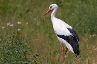 110616_Mueritz_Vogelpark_6764.jpg