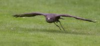 110616_Mueritz_Vogelpark_6864.jpg