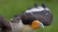 110616_Mueritz_Vogelpark_6875.jpg