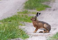 110620_Mueritz_Nationalpark_7110.jpg