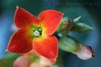 050508_Zuhause_Calanchoe02.jpg