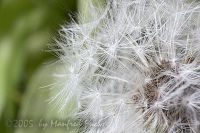 050512_Zuhause_Pusteblume01.jpg