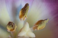 070128_Zuhause_Tulpe19.jpg