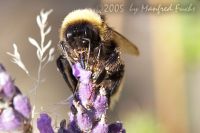 050726_Zuhause_Hummel02.jpg