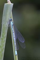 060610_Spaziergang_Libelle03.jpg