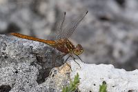 060730_BotanischerGarten_Libelle10.jpg