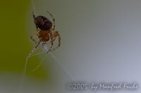 050713_Zuhause_Spinne03.jpg