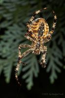 050903_Zuhause_Spinne21.jpg