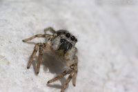 070407_Zuhause_Spinne02.jpg