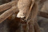 070408_Zuhause_Spinne18.jpg